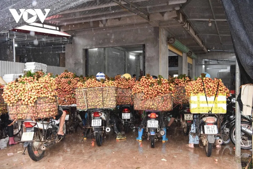 Dưới cơn mưa lớn, người dân huyện Tân Yên vẫn tấp nập trên những chuyến xe đầy ắp vải thiều tới các điểm cân để bán cho thương lái.