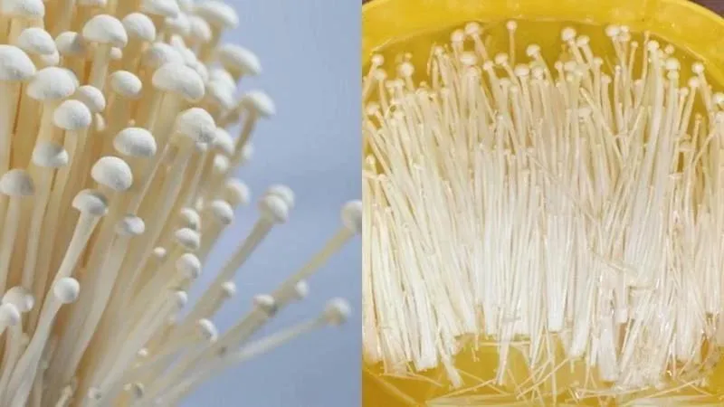 Tiêu hủy hơn 2,5 tấn nấm kim châm quá hạn sử dụng