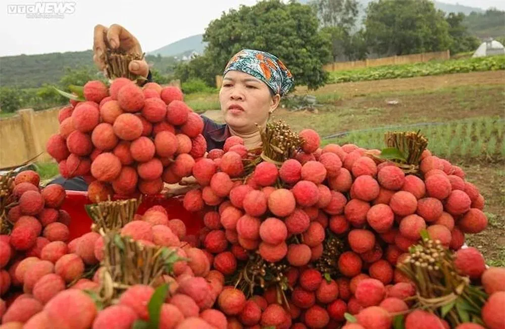 Giá vải thiều có nơi chỉ còn 3.000 đồng/kg