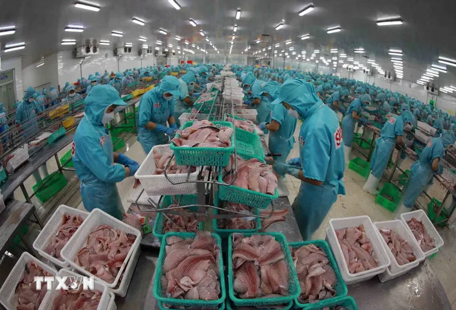 Chế biến cá tra xuất khẩu. (Nguồn: TTXVN)