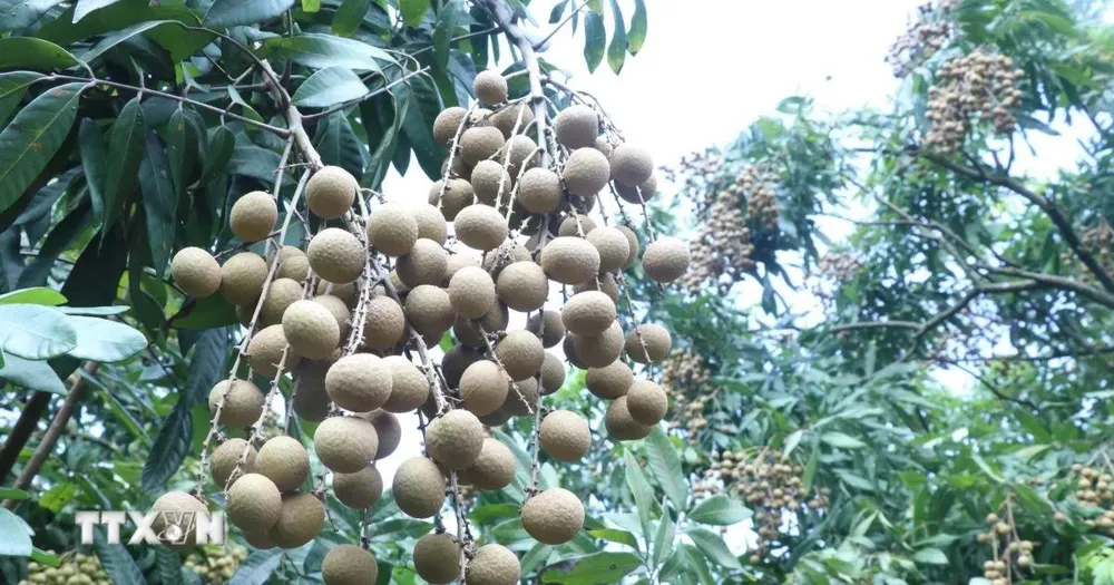 Bảo tồn giống nhãn đặc sản ở Hưng Yên