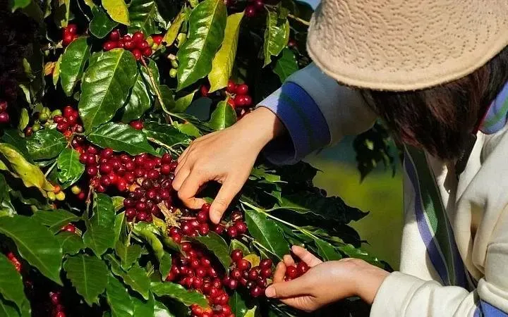 Cà phê Việt trước thách thức từ quy định chống mất rừng của EU