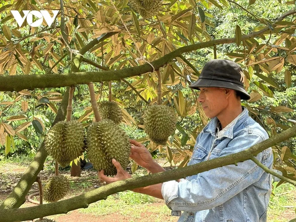 Ông Lê Văn Thành, Phó Giám đốc Hợp tác xã Dịch vụ nông nghiệp sạch Krông Pắc cho biết hơn 1/4 diện tích sầu riêng của hợp tác xã đã bị một đơn vị khác chiếm quyền đăng ký mã số vùng trồng.