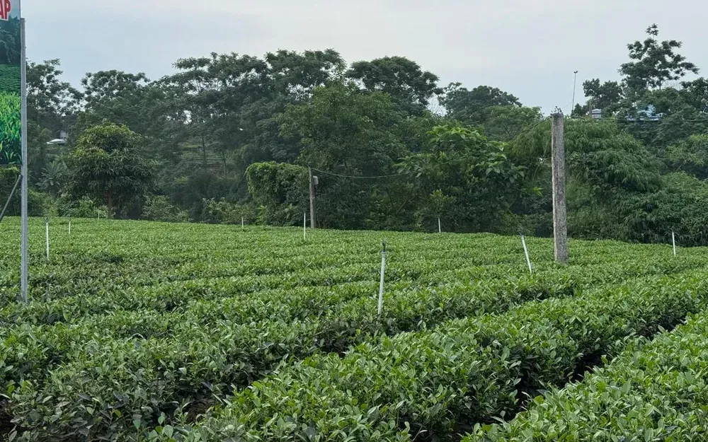 Thái Nguyên chi hơn 500 tỷ đồng thúc đẩy ngành chè Giai đoạn 2025 - 2030