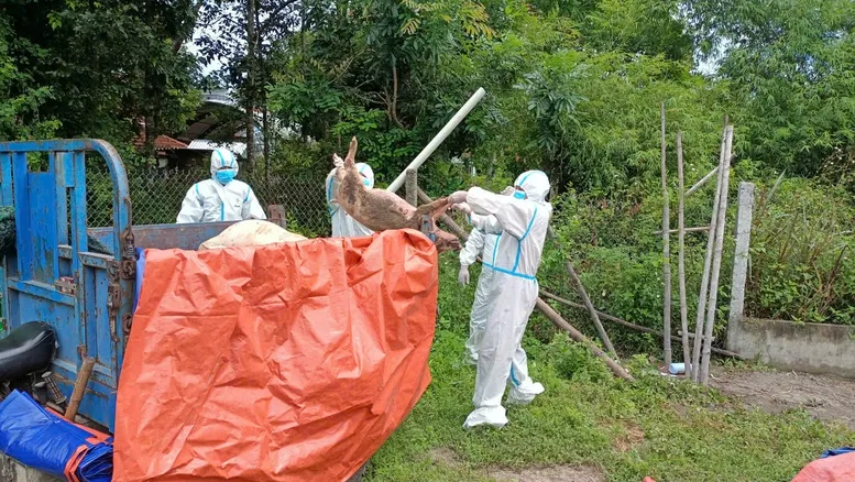 Dịch bệnh tả lợn lây lan mạnh tại miền Trung - Ảnh: VGP/Lưu Hương