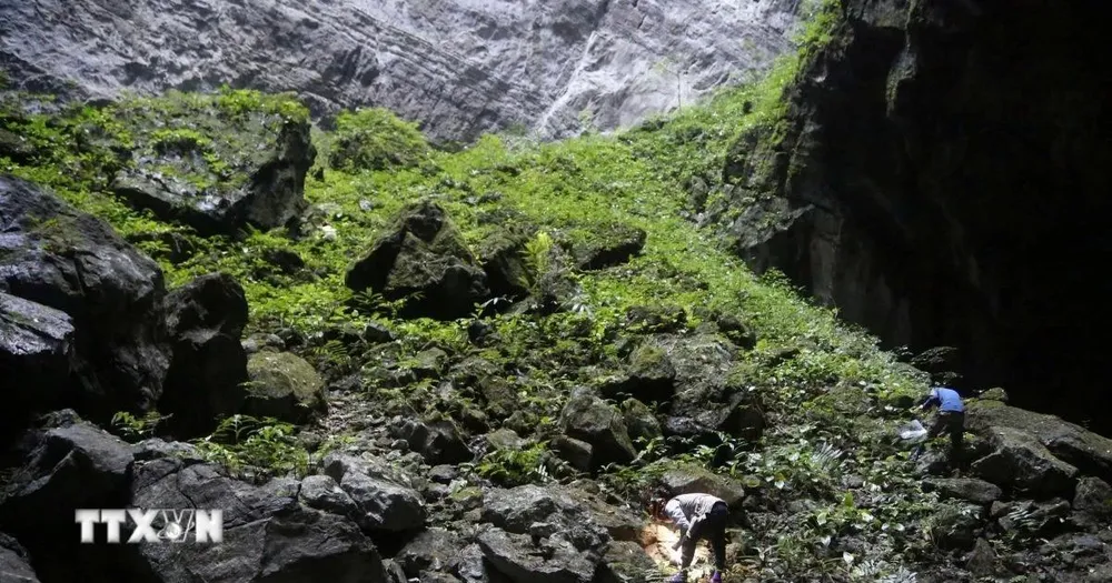 Vườn Quốc gia Phong Nha-Kẻ Bàng: Phát hiện 38 loài trong Sách đỏ