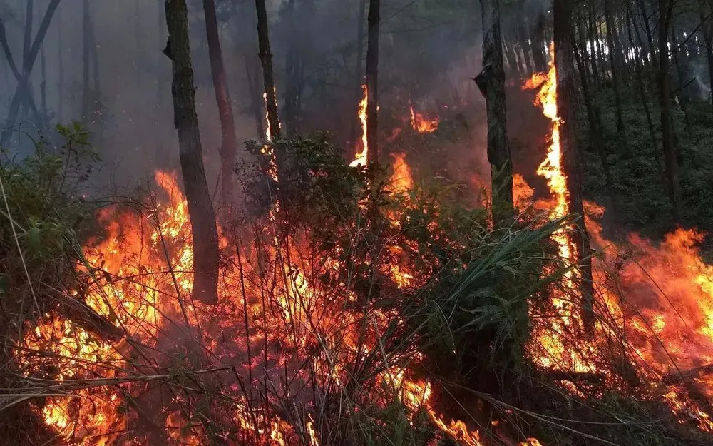 TPHCM siết quản lý, chống cháy rừng mùa khô