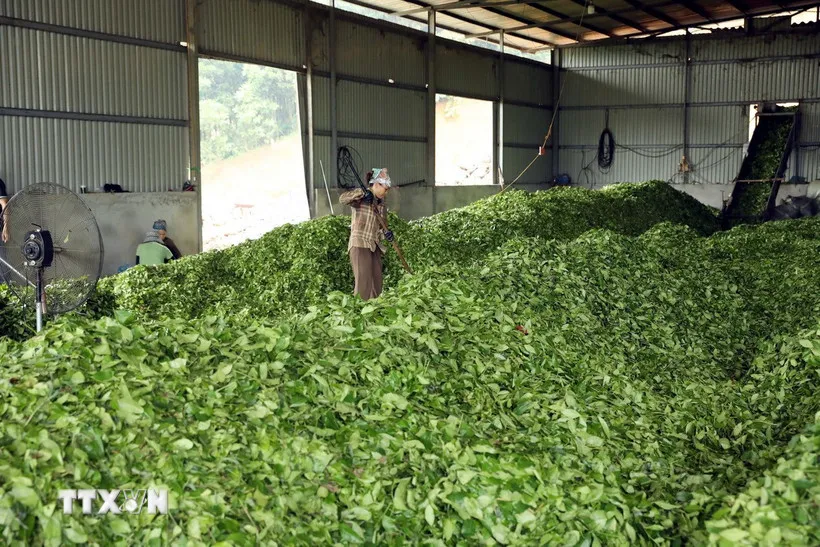 Chế biến chè tại Tân Trào, Tuyên Quang. (Ảnh: Quang Cường/TTXVN) 