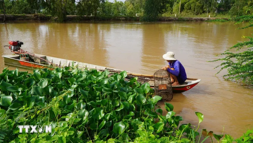 Người dân ở vùng đầu nguồn của tỉnh Đồng Tháp đặt lọp bắt cua đồng. (Ảnh: Nhựt An/TTXVN) 