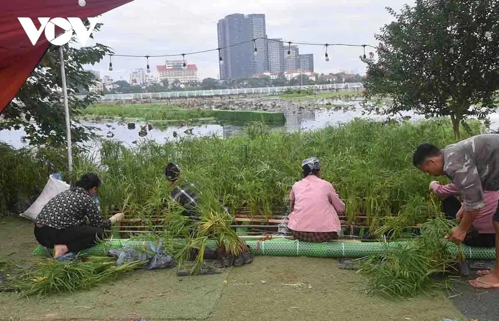 Trong giai đoạn 1, thả bè thủy sinh gồm các loại cây: lau, sậy, cỏ nến, thủy trúc, sen, súng...