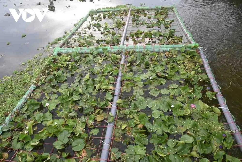 Bè thủy sinh cây hoa súng trên Hồ Sen