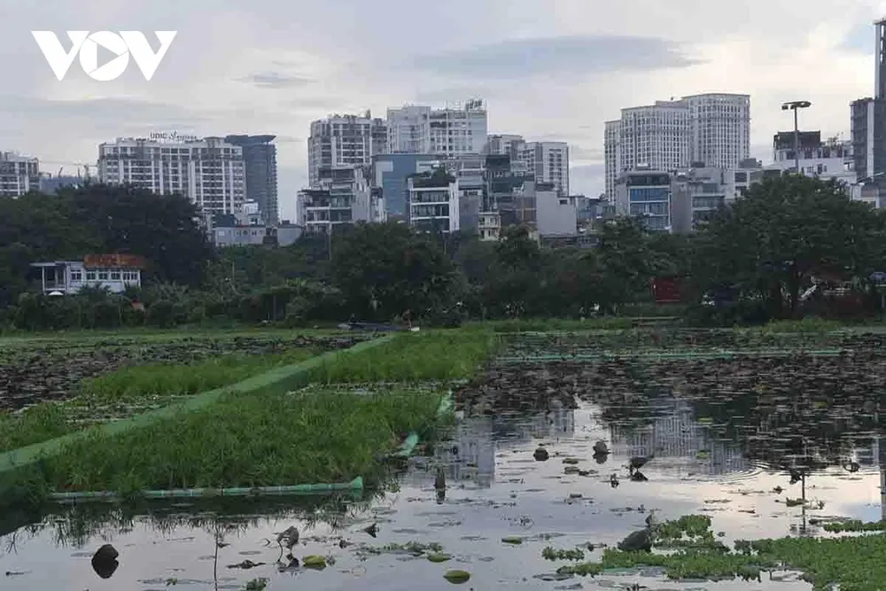 Các bè thủy sinh đang được lắp đặt trên Hồ Sen theo phương pháp cho đất ngập nước nhân tạo. Đây là một giải pháp xử lý nước thải sinh học tự nhiên, công nghệ đất ngập nước nhân tạo giúp làm sạch nước, xử lý mùi hôi, tạo cảnh quan xanh, thân thiện môi trường, chi phí thấp