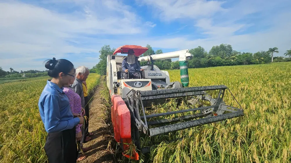 Chính quyền địa phương xuống thăm những cánh đồng lúa, vui với bà con khi giá thu mua lúa đạt 12.100 đồng/kg. Ảnh: Nguyễn Quang