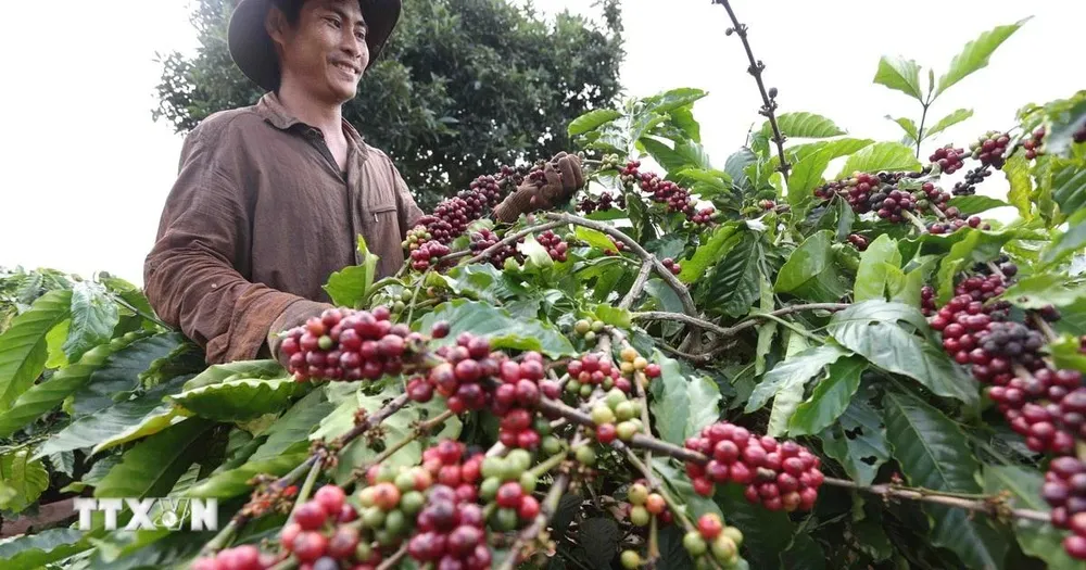 Càphê Việt Nam lập kỷ lục xuất khẩu, tăng cả về lượng và giá trị