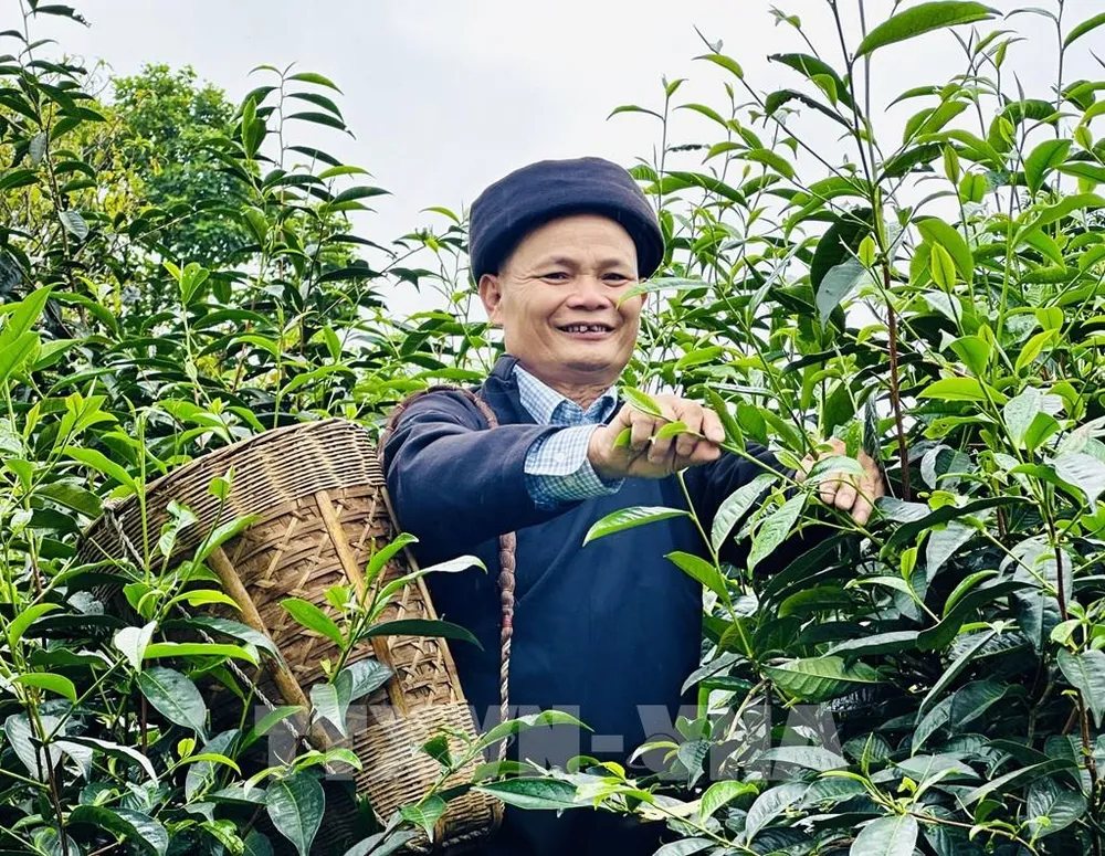 Hành trình đưa hương vị chè Shan Tuyết vươn xa tại Trà Pèng