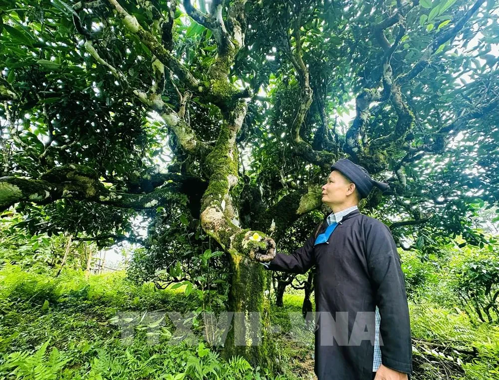 Ông Đặng Văn Háu, dân tộc Dao (thôn Xà Phìn, xã biên giới Thanh Thủy, tỉnh Tuyên Quang) đứng dưới tán cây chè Shan tuyết cố thụ hàng trăm năm tuổi. Ảnh: Đức Thọ - TTXVN