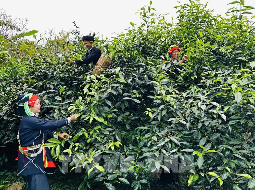 Ông Đặng Văn Háu, dân tộc Dao, Giám đốc hợp tác xã Trà Pèng, hái chè cùng người dân. Ảnh: Đức Thọ - TTXVN