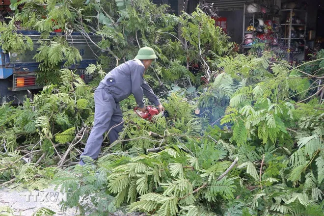 Công ty Cổ phần Cây xanh Hải Phòng cắt tỉa cây để ứng phó bão số 9. (Ảnh: Hoàng Ngọc/TTXVN)
