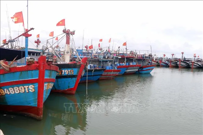Tàu thuyền vào neo đậu an toàn tránh bão tại Khu neo đậu Phú Hải, huyện Phú Vang, Thừa Thiên - Huế. Ảnh tư liệu: Đỗ Trưởng/TTXVN