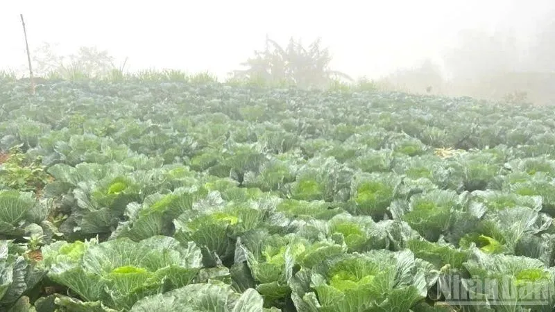 Ngành nông, lâm nghiệp bị ảnh hưởng nặng bởi mưa lũ