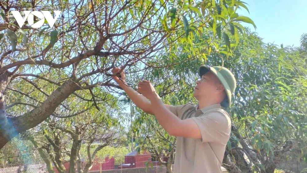 Anh Nguyễn Văn Bằng (phường Gia Sàng, Thái Nguyên) chăm sóc những cây đào sau lũ