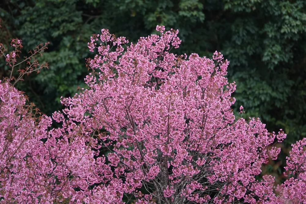 Những chùm hoa Tớ Dày khoe sắc hồng rực, thu hút du khách đến với vùng cao Mù Cang Chải.