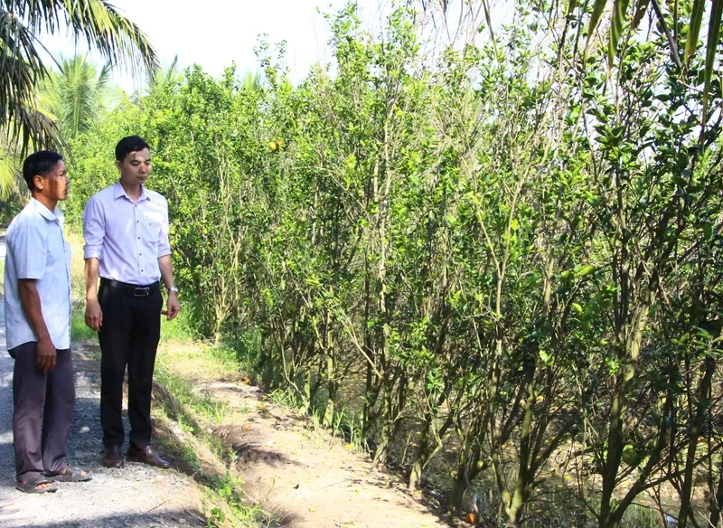 Cây cam sành héo lá, vàng lá, ảnh hưởng năng suất vụ tiếp theo.