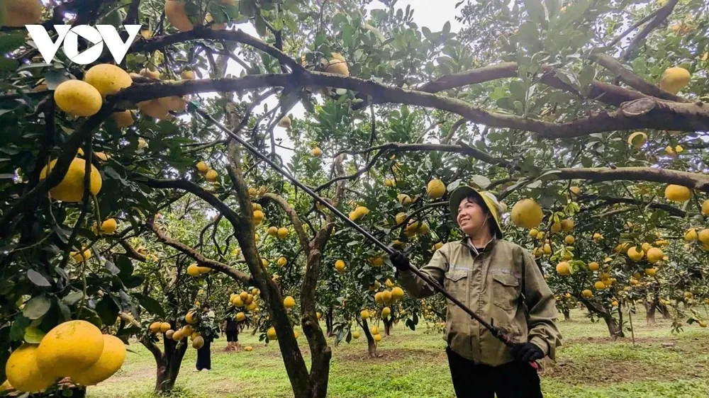 Còn gần 2 tháng nữa mới đến Tết Nguyên đán 2026 nhưng nhiều ngày nay, từ sáng sớm, không khí lao động tại các vườn bưởi Diễn đã trở nên rộn ràng. Các nhà vườn tất bật thu hoạch những quả bưởi vàng tươi, chuẩn bị nguồn hàng phục vụ thị trường Tết.