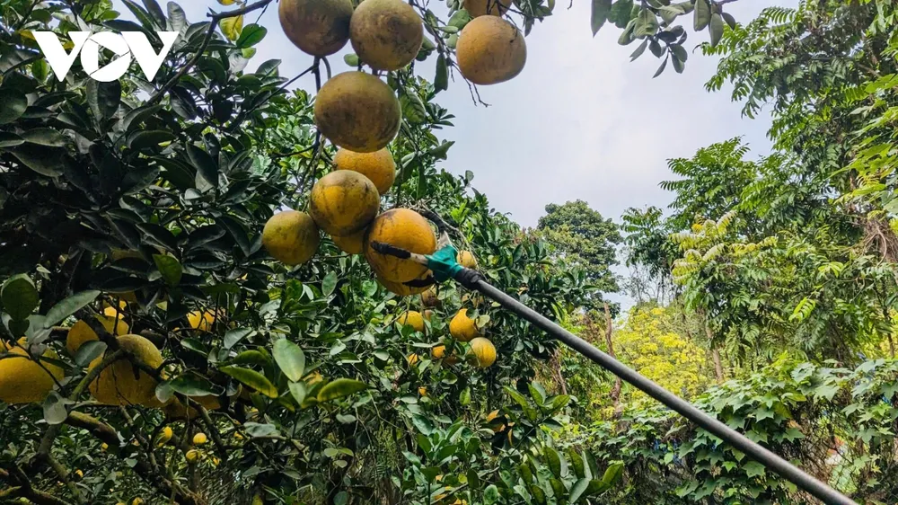 Phường Phúc Diễn được xem là “thủ phủ” của bưởi Diễn, hiện còn gần 300 hộ dân gắn bó với nghề trồng bưởi, với tổng diện tích canh tác khoảng 27,9 ha. Nhằm giữ gìn thương hiệu truyền thống và đưa sản phẩm đến gần hơn với người tiêu dùng, nhiều năm qua các chủ vườn luôn duy trì mức giá bán ổn định, dao động từ 30.000-40.000 đồng/quả. Theo các nhà vườn, giá bưởi có sự chênh lệch nhất định, tùy thuộc vào trọng lượng quả, độ tuổi cây và thời gian trồng, song nhìn chung vẫn được giữ ở mức hợp lý để bảo đảm sức tiêu thụ trên thị trường dịp Tết.