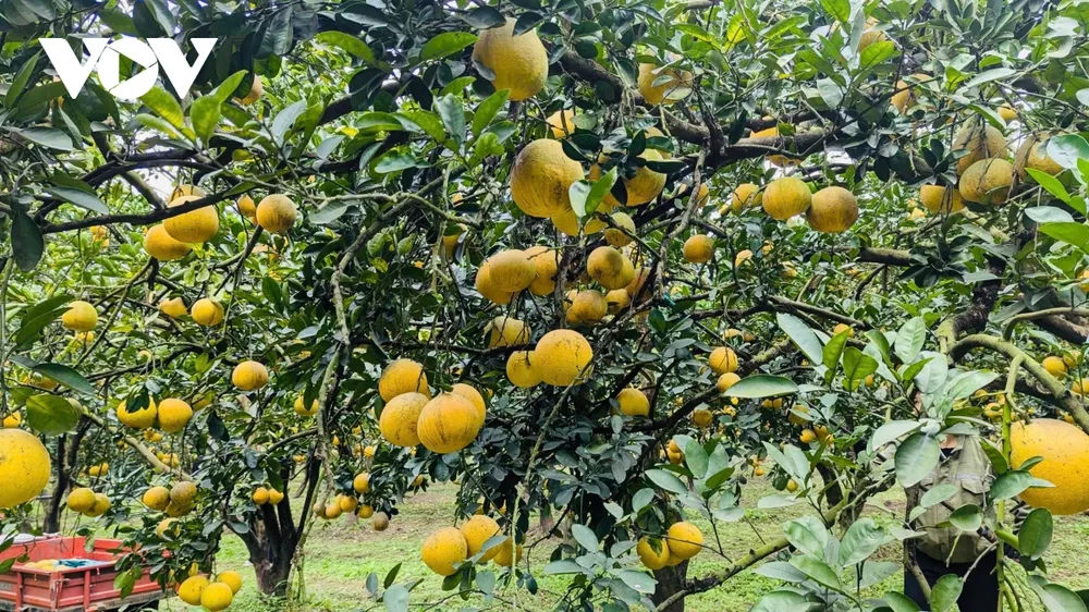 Những trái bưởi Diễn chín vàng, căng tròn, tỏa hương thơm đặc trưng không chỉ hấp dẫn người mua mà còn khiến nhiều du khách say lòng khi đặt chân tới vườn bưởi những ngày cận Tết. Với vẻ ngoài đẹp mắt và ý nghĩa truyền thống, bưởi Diễn thường được lựa chọn bày trên bàn thờ tổ tiên trong dịp Tết Nguyên đán, thể hiện lòng thành kính của con cháu và gửi gắm ước vọng về một năm mới bình an, đủ đầy và hạnh phúc.