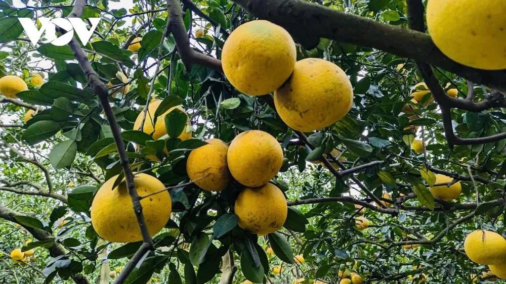 Điểm đặc trưng của bưởi Diễn là càng để lâu càng ngọt, hương vị thêm phần đậm đà. Mỗi quả có trọng lượng dao động từ khoảng 7-8 lạng đến 1,2 kg. Sau khi thu hái không nên thưởng thức ngay mà cần để thêm vài ngày, khi đó bưởi xuống nước, múi săn chắc, vị thơm và ngọt rõ rệt hơn.