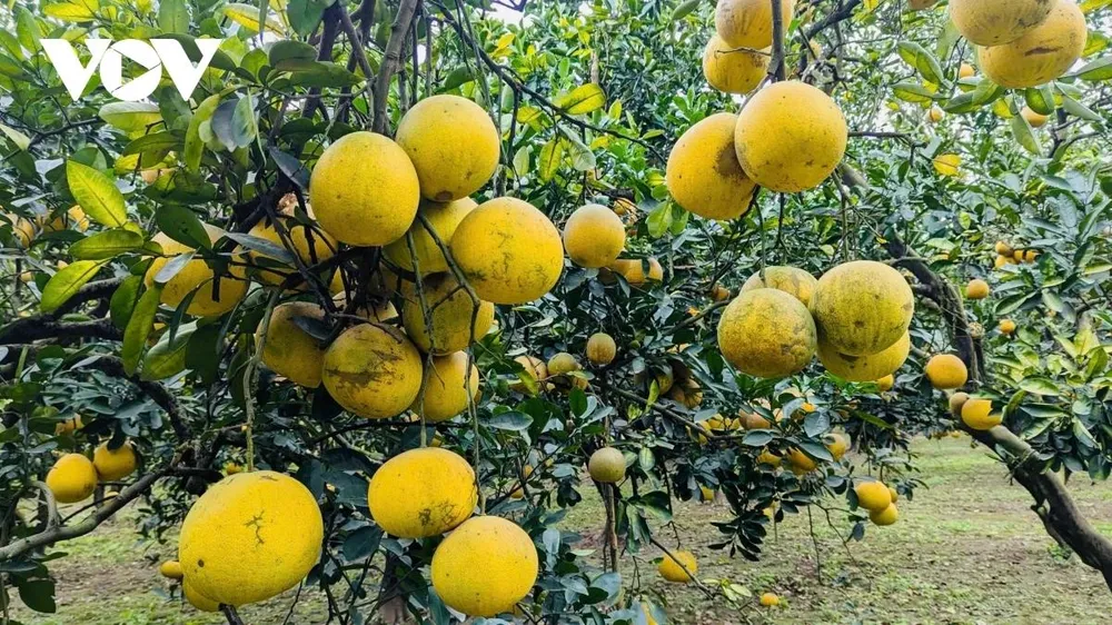 Năm 2025, dù chịu nhiều thiệt hại do tác động của các cơn bão liên tiếp, song nhờ áp dụng kỹ thuật chăm sóc bài bản và kinh nghiệm ứng phó linh hoạt với thời tiết khắc nghiệt, người trồng bưởi vẫn giữ được vườn cây ổn định. Vào những tháng cuối năm, các trái bưởi có điều kiện phát triển tốt, đạt độ ngọt cao, dáng quả to tròn, đều đẹp, lớp vỏ chuyển vàng óng, bắt mắt.