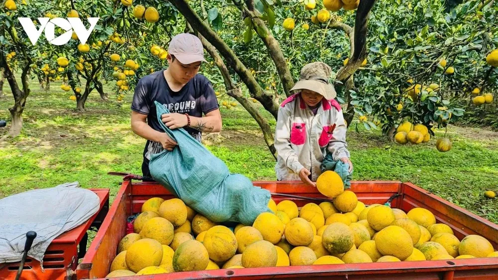 Anh Nguyễn Gia Dũng, chủ vườn bưởi Diễn rộng hơn 4 ha với khoảng 2.000 gốc cho biết, năm nay gia đình anh dự kiến thu hoạch khoảng 170.000 quả bưởi. Tuy nhiên, đợt mưa lũ vừa qua đã gây thiệt hại không nhỏ khi vườn bưởi bị ngập tới 3 lần, mỗi lần kéo dài khoảng 5 ngày, khiến sản lượng giảm khoảng 15%, tương đương gần 20.000 quả do rụng và ngập úng.