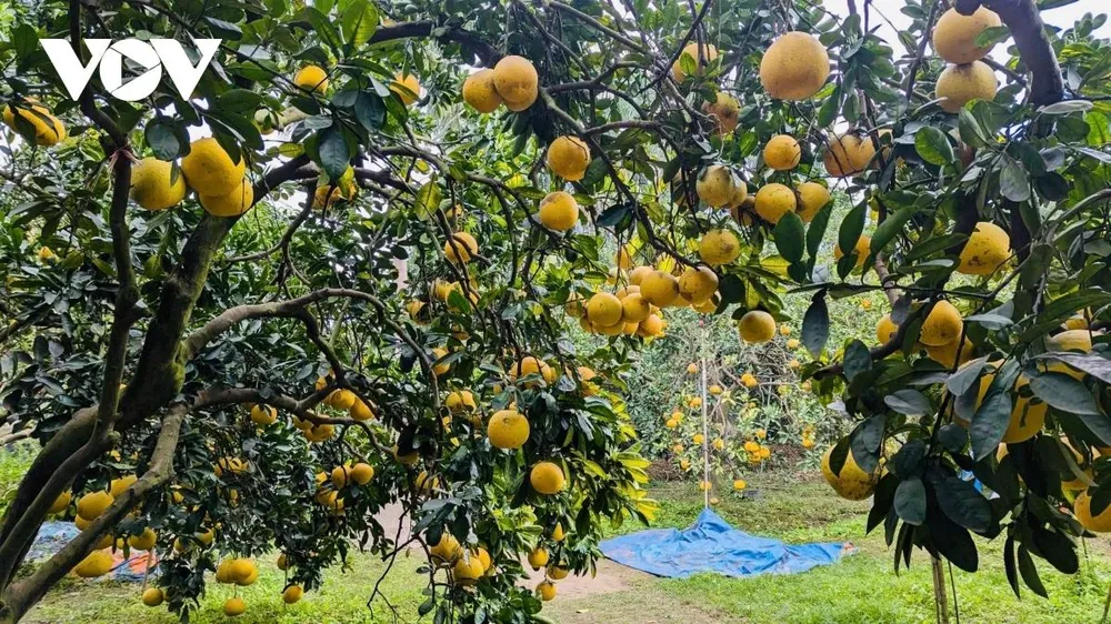 Hàng năm, bưởi Diễn bắt đầu vào vụ thu hoạch từ tháng 10 âm lịch và được thu hái dứt điểm vào khoảng ngày 15/12 âm lịch, đúng thời điểm cao điểm phục vụ thị trường Tết Nguyên đán. Giống bưởi Diễn chín rộ vào các tháng 11-12 âm lịch, trùng với dịp cận Tết nên được nhiều người dân khắp nơi tìm đến đặt mua, vừa để sử dụng trong gia đình, vừa làm quà biếu. Nhờ dáng quả tròn đều, màu sắc đẹp mắt, cùng chất lượng thơm ngon đặc trưng, bưởi Diễn không chỉ có sức tiêu thụ tốt mà còn thu hút đông đảo khách thập phương đến tham quan, trực tiếp lựa chọn và mua bưởi ngay tại vườn.