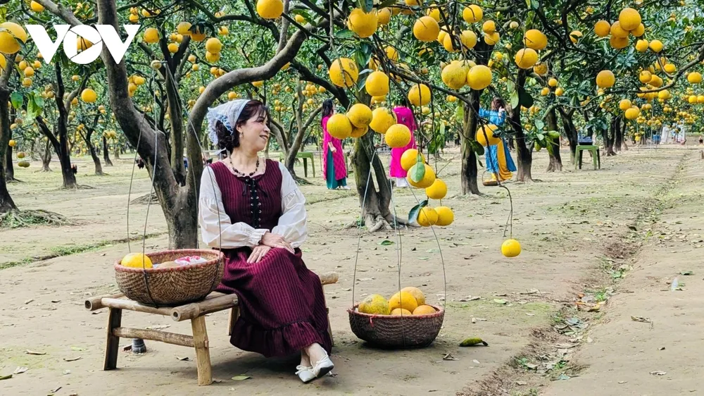 Thủ phủ bưởi Diễn hối hả vào mùa thu hoạch dịp Tết