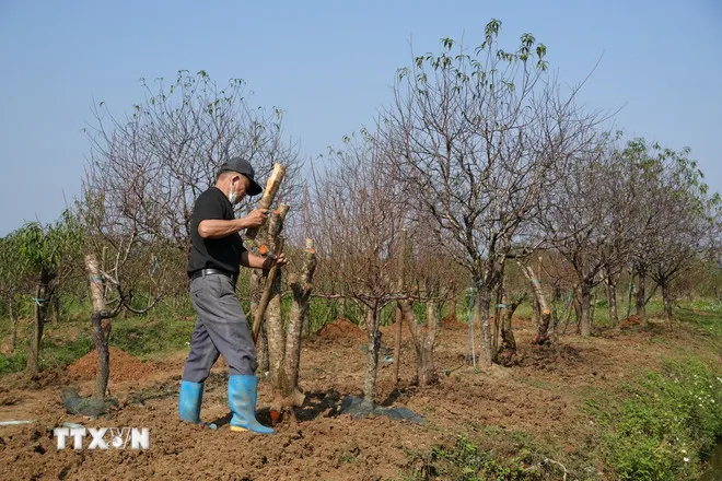Thủ phủ đào phai xứ Thanh thay áo mới sẵn sàng đón Tết