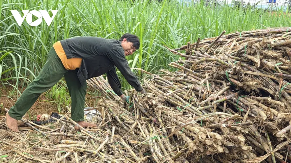 Xã Thạch Bình (trước đây là xã Thạch Sơn) tỉnh Thanh Hóa, nơi được mệnh danh là "thủ phủ" của nghề nấu mật mía truyền thống. Trong cái giá rét hanh hao của những ngày cận Tết năm 2026, ngay từ đầu xã, mùi thơm ngọt đặc trưng hòa quyện cùng làn khói lam từ các lò mật tỏa ra ấm nồng, báo hiệu một mùa vụ tất bật nhất trong năm đã bắt đầu. Với người dân xứ Thanh, mật mía là nguyên liệu quen thuộc để chấm bánh chưng, nấu chè lam, làm bánh gai hay bánh trôi...