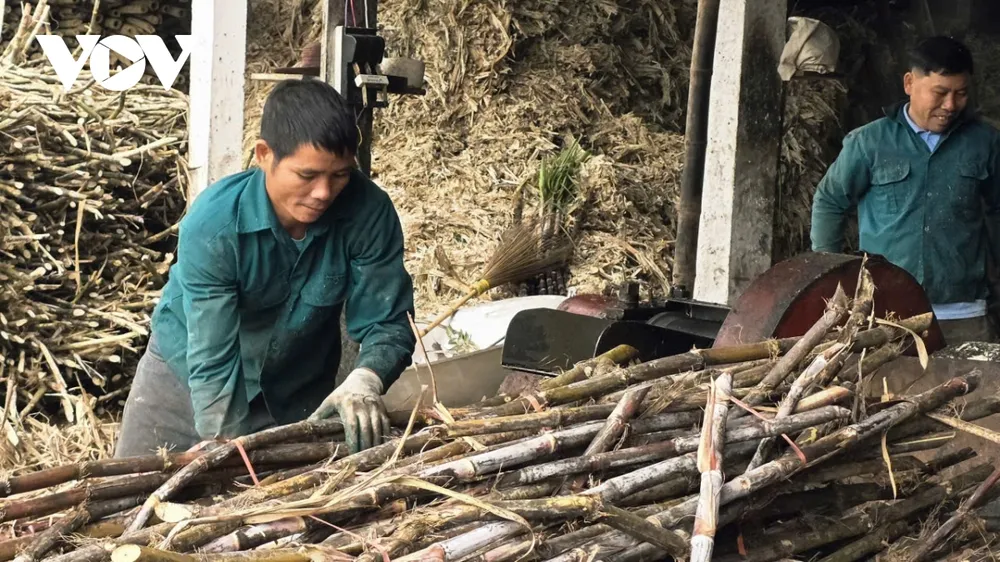 Nghề nấu mật mía tại Thạch Bình đã tồn tại và phát triển bền bỉ qua bao thăng trầm của thời gian. Nếu như trước đây, người dân phải dùng sức trâu bò để kéo che gỗ ép mía thì nay máy móc giúp tăng năng suất đáng kể.