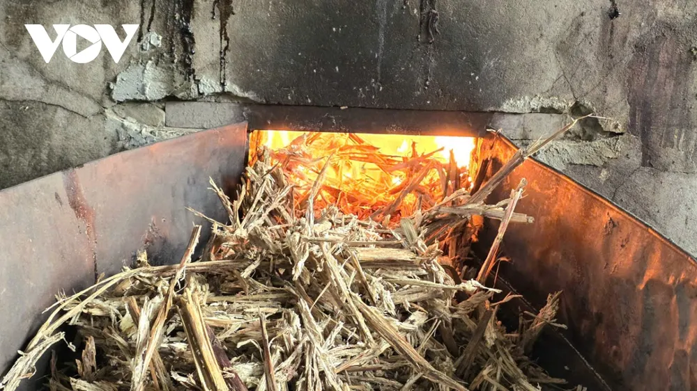 Mùa nấu mật chính vụ thường khởi động từ tháng 10 âm lịch và kéo dài đến hết tháng Chạp. Đây là thời điểm các gia đình trong xã bận rộn hơn bao giờ hết, mọi người hối hả chuẩn bị củi lửa, lò nấu và tuyển chọn nguyên liệu để kịp cung ứng cho thị trường.