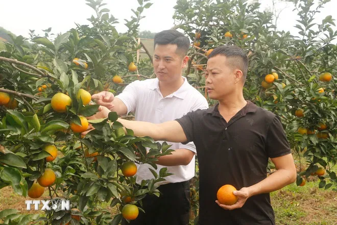 Cam Vinh có hình thức đẹp, chất lượng thơm ngon rất phù hợp dùng để biếu tặng. (Ảnh: Bích Huệ/TTXVN)