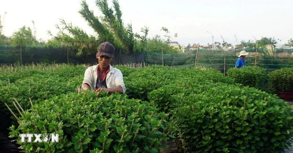 Làng hoa cúc Bình Lâm hút hàng trước Tết