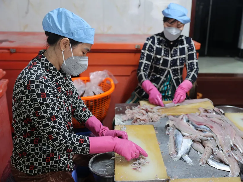 Nạo chả cá là một khâu rất quan trọng trong làm chả, người nạo phải khéo léo để không bị sót xương cá. (Ảnh: Hoàng Nhị/TTXVN) 