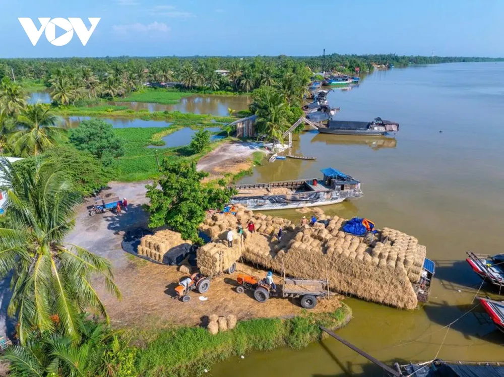 Những ngày giáp Tết, bến chợ rơm Ba Lai (xã Tân Xuân, tỉnh Vĩnh Long) thức dậy sớm hơn thường lệ. Mùi rơm khô hòa cùng tiếng máy nổ, tiếng người gọi nhau í ới tạo nên không khí lao động rộn ràng rất riêng của một phiên chợ chỉ họp khi mùa lúa vừa qua.