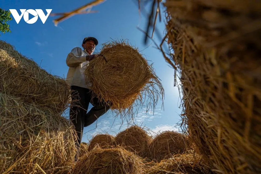 Sau khi lên bờ, rơm tiếp tục được chuyển bằng máy cày, xe tải nhỏ hoặc xe lôi. Từ bến sông, rơm tỏa đi khắp các xã nuôi bò của Vĩnh Long và các tỉnh lân cận.