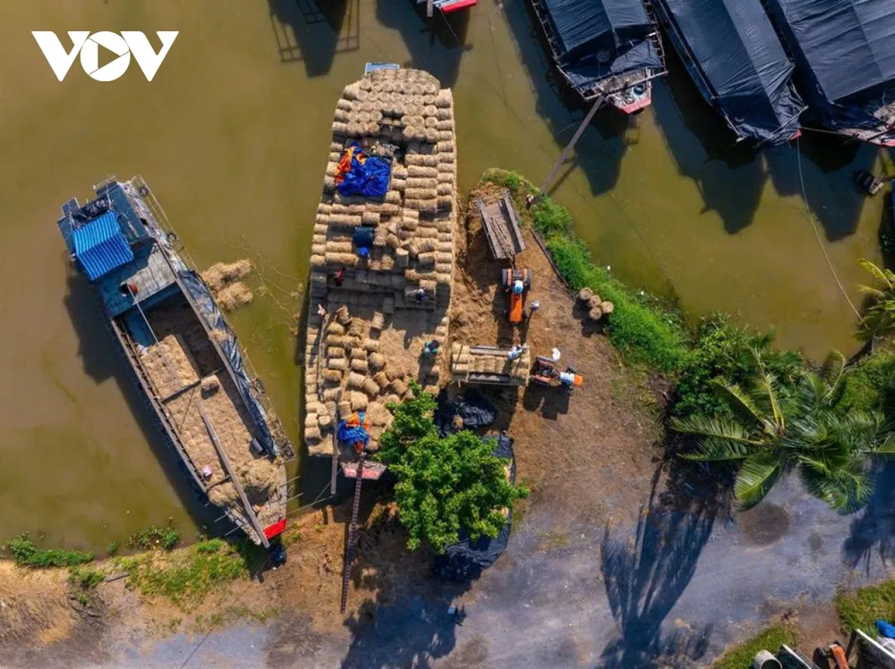 Hình thành từ hàng chục năm trước bên cống đập Ba Lai, chợ rơm ra đời cùng sự phát triển mạnh của nghề nuôi bò ở Vĩnh Long. Khi rơm rạ trong vùng không đủ đáp ứng, nơi đây dần trở thành điểm trung chuyển rơm lớn nhất khu vực, gắn bó mật thiết với sinh kế của người chăn nuôi.