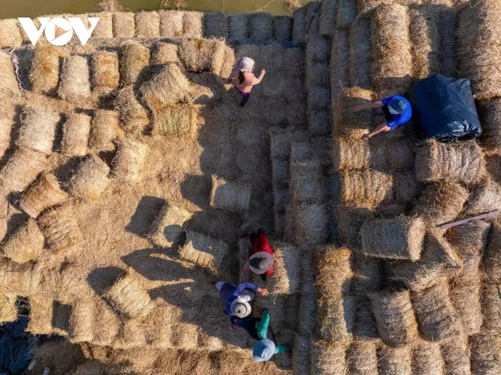 Từ tờ mờ sáng, những chiếc ghe bầu chở rơm nối đuôi nhau cập bến. Rơm được thu gom từ các vựa lúa lớn ở An Giang, Đồng Tháp, Tây Ninh…, theo đường sông vượt hàng trăm cây số về Ba Lai, mang theo nắng gió của đồng ruộng miền Tây.