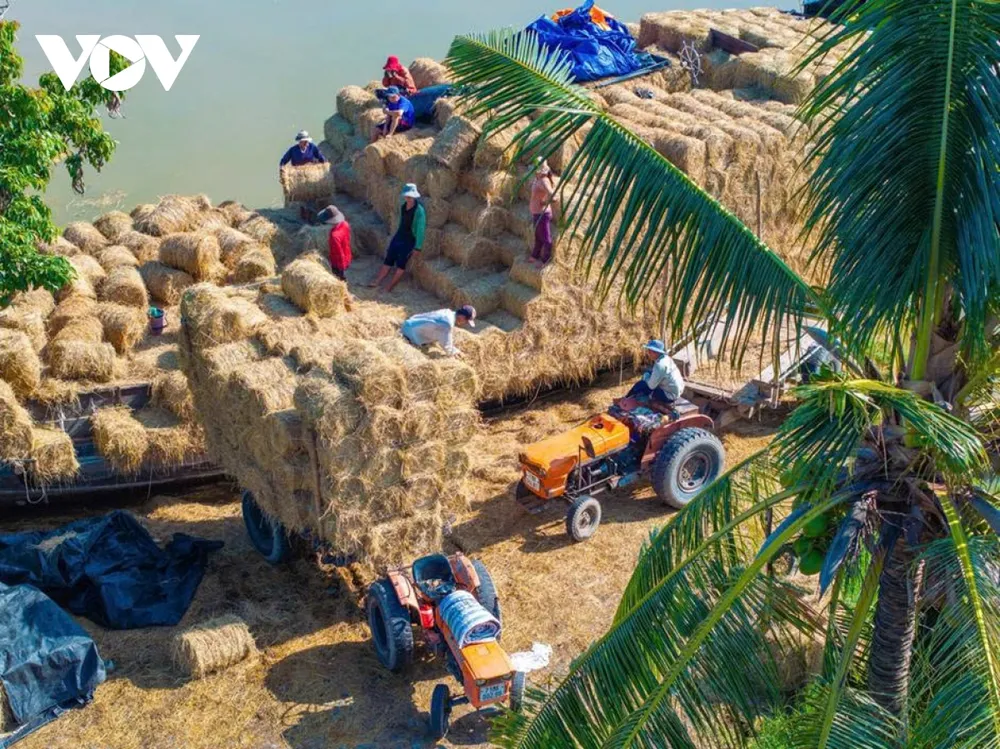 Mỗi ghe bầu như một kho chứa di động, chở từ vài trăm đến hơn một nghìn cuộn rơm khô, ép chặt bằng máy. Quy trình thu gom - ép - vận chuyển được thực hiện khép kín, giúp rơm giữ được độ khô, sạch và không bị mốc khi lưu trữ dài ngày.