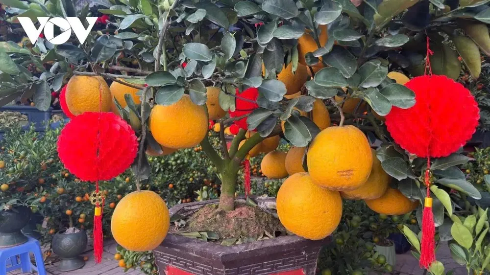 Bên cạnh đó, để giữ màu vàng óng cho bưởi, các nhà vườn phải bỏ nhiều thời gian chăm sóc, tưới nước cũng như che chắn để bưởi không bị nám.