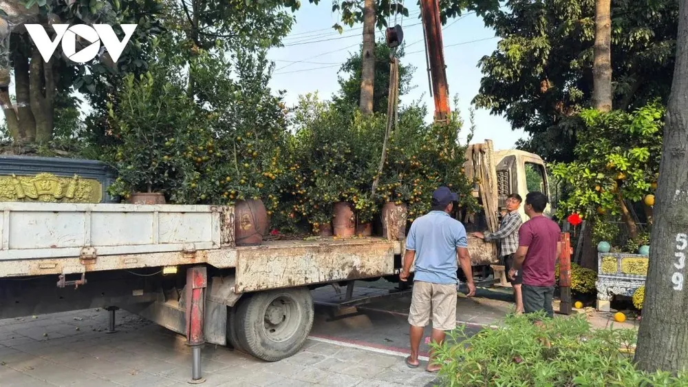 Các tiểu thương nhận định, nếu sức mua tăng trong khoảng một tuần tới, lượng cây cảnh đưa về TP.HCM sẽ tiếp tục được bổ sung nhằm đáp ứng nhu cầu trang trí nhà cửa, văn phòng, nhà hàng và khách sạn trong dịp Tết. Tuy nhiên với họ mỗi chuyến đi buôn cây cảnh Tết cũng là một lần đánh cược.