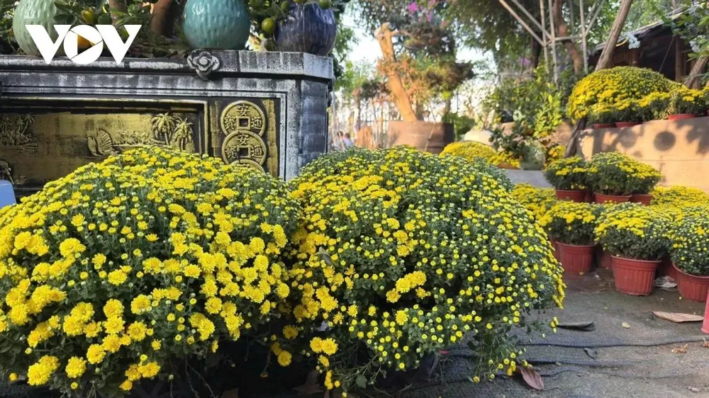 Hoa cúc mâm xôi cũng được thương lái và nhà vườn nhập lượng lớn vào TP.HCM.